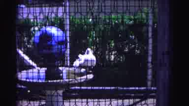 Hagerstown Maryland Usaa (1963): Festive Actives For Humans Caged Bird