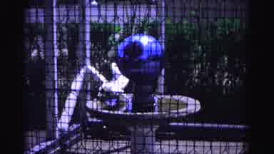 HAGERSTOWN MARYLAND USAA-1963: White Chicken Wading In Birdbath With Blue Globe