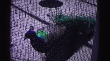 Hagerstown Maryland Usaa (1963): A Peacock Bird Walks Around A Cage Another Bird