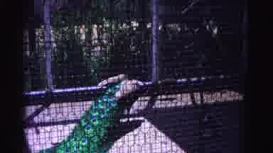 Hagerstown Maryland Usaa (1963): Large Colorful Peacock Walking In An Fenced