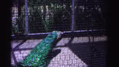 Hagerstown Maryland Usaa (1963): The Two Peacocks Are In The Zoo Look Like Very