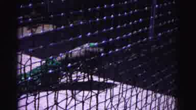 Hagerstown Maryland Usaa (1963): The Peacock Is Walking In The Inside Of The Zoo