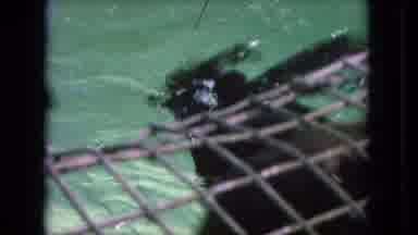 Tijuana Mexico (1962): Seals Together In The Pool Jumping To Get Some Fish