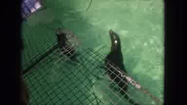 Tijuana Mexico (1962): Pair Of Seals Swimming In Clear Water On A Sunny Day