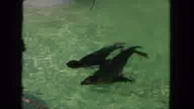 Tijuana Mexico (1962): The Dolphins Are Swim In The Water