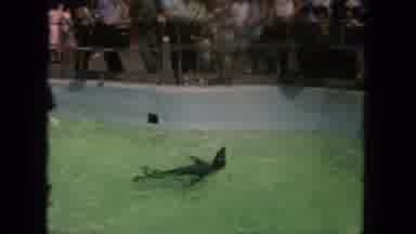 Tijuana Mexico (1962): Two Black Sea Lions Play In The Water Before Spectators