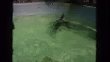 Tijuana Mexico (1962): The Dolphin Are Roaming Around The Water For Watching