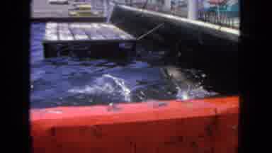 San Diego California (1962): Seals Can Not Swim As Fast As They Want In A Tank