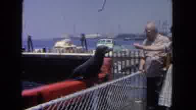 San Diego California (1962): These Persons Are Enjoying See The Dolphins