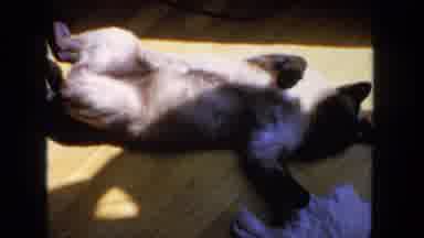San Diego California (1962): A Cat Sleeping And Some Boats