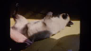 San Diego California (1962): Cat Resting And Sunbathing On The Sofa With Owner