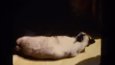 San Diego California (1962): Large Siamese Cat Licking Its Paws While Laying On A