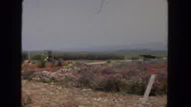 San Diego California (1962): A Beautiful Flower Garden Of Varying Colors Of Pink