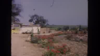 San Diego California (1962): Panning Video Flower Field Garden Nature Outside Near