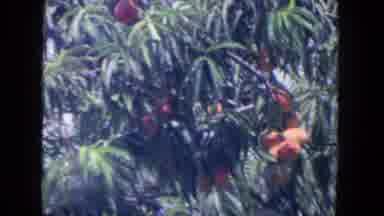 San Diego California (1962): The Flower Is Very Glowing In The Center Of The