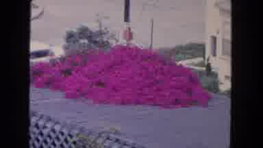 San Diego California (1962): Beautiful Bright Pink Flowers Possibly Seen From The