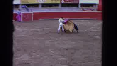 Los Angeles California USA (1962): The Cow Is Very Anger With Another Person's