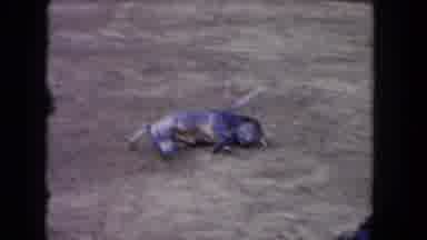 Los Angeles California USA (1962): An Animal Inside Of A Ring And Man Clapping
