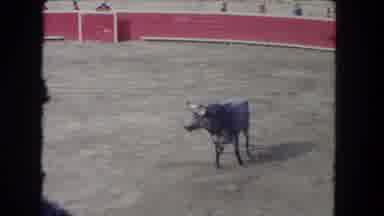 Los Angeles California USA (1962): A Bull Rampages Through A Dirt Arena Toward