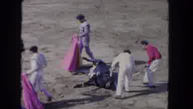Los Angeles California USA (1962): Rodeo Bull Down Men Trying To Bring It Up Men