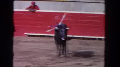 Los Angeles California USA (1962): Bull In Arena Shaking Head To Dislodge Swords
