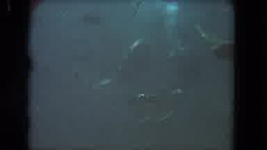 Los Angeles California USA (1962): A Large Sea Turtle Swims In An Aquarium With