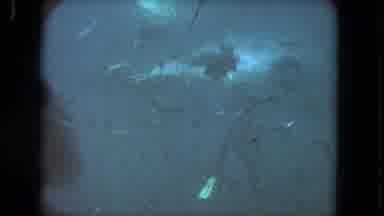 Los Angeles California USA (1962): Scuba Diver Swims With School Of Fish