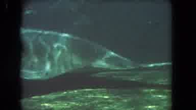 Los Angeles California USA (1962): So Many Different Types Of Fish Are There In