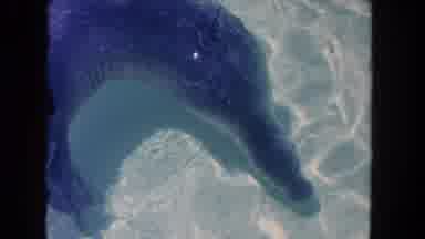 Los Angeles California USA (1962): The Dolphins Are Swim In The Water Is One Of