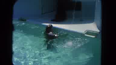 Los Angeles California USA (1962): A Scene Of Two Large Seals Being Around The