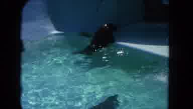 Los Angeles California USA (1962): Two Seals Slowly Making Their Way Out Of The