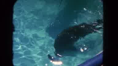 Los Angeles California USA (1962): The Dolphins Are Free Roaming On The Water