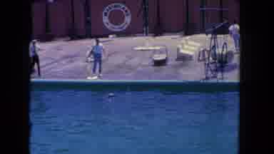 Los Angeles California USA (1962): The Big Dolphin Is Playing With Person In Water