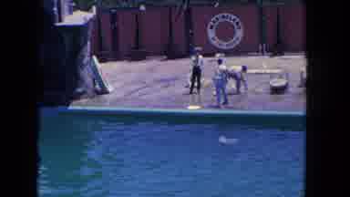 Los Angeles California USA (1962): Three Men Play And Train Dolphin