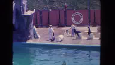 Los Angeles California USA (1962): The Person To Trained The Penguin To Having A