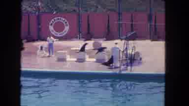 Los Angeles California USA (1962): A Man Is Giving Training For The Dolphins Near