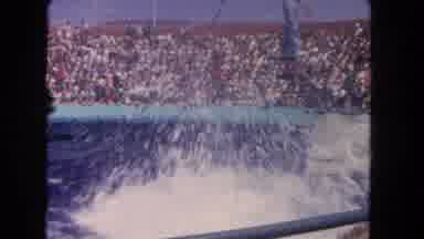 Los Angeles California USA (1962): They Are Two Dolphin Driving Into The Pool Of