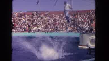 Los Angeles California USA (1962): The Person Is Playing To The Big Dolphin In The