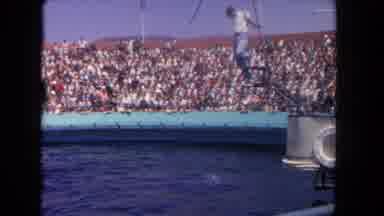 Los Angeles California USA (1962): A Man Is Performing A Show With A Dolphin That