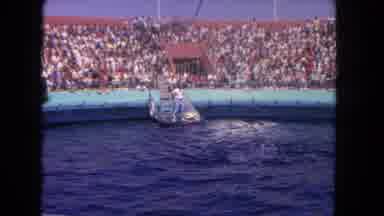 Los Angeles California USA (1962): Spectators Pack The Stands Around A Aquarium As