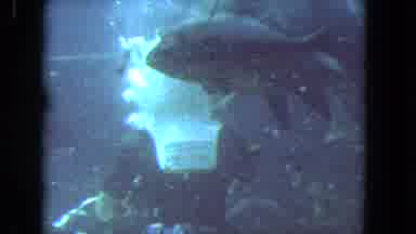 Los Angeles California USA (1962): The Man Was Giving Food To The Fish