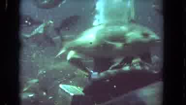 Los Angeles California USA (1962): Sub In The Ocean With Coralline Medium Size