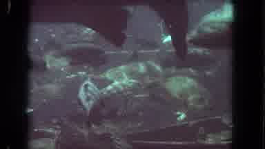 Los Angeles California USA (1962): Diver Explores The Ocean As School Of Fish