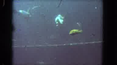 Los Angeles California USA (1962): The Fishes Are Swim In The Water It Look Like