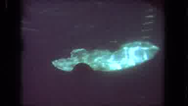 Los Angeles California USA (1962): So Many Different Types Of Fish Are Roaming And