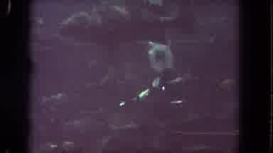 Los Angeles California USA (1962): Fish Swimming Freely In The Ocean