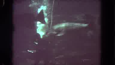 Los Angeles California USA (1962): Feeding Time At The Aquarium Underwater Footage