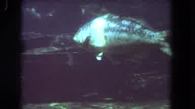 Los Angeles California USA (1962): Different Size And Species Of Fish Swimming In