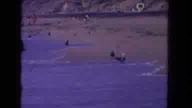 Los Angeles California USA (1962): Seagulls Running With The Waves At The Beach