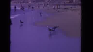 Los Angeles California USA (1962): Sea Gulls Dodge The Waves As The Hang Out On
